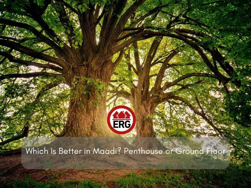 Which Is Better in Maadi Penthouse or Ground Floor 1